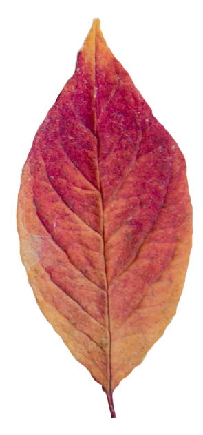leaf